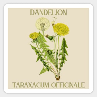 Dandelion (color) Magnet